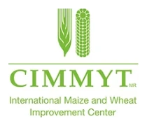 CIMMYT